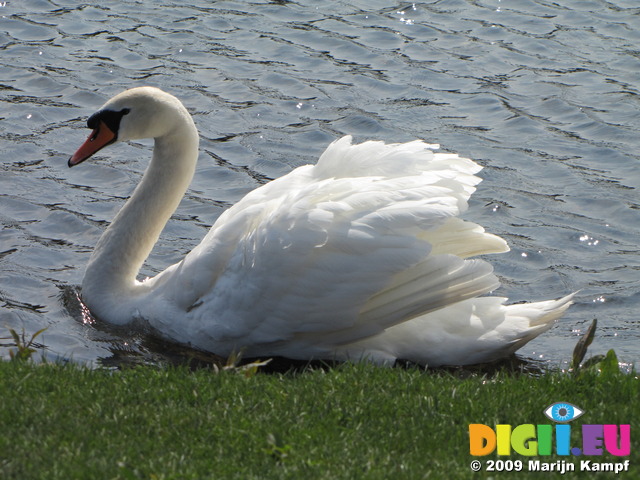 SX05341 Swan at rivers edge